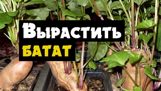 Батат выращивание рассады - как вырастить Батат