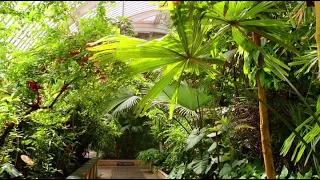 Царство растений. 1 серия из 3.  Жизнь во влажном климате/Life in the Wet Zone