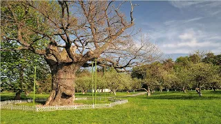 ТОП 10 найстаріших дерев в Україні. Коли Москви ще не було, наші українські дерева вже давно росли.