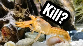 Will Crayfish Eat my Other Fish?