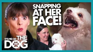 Miniature Poodle SNAPS at Victoria's Fingers and Guests' Faces!  | It's Me or The Dog