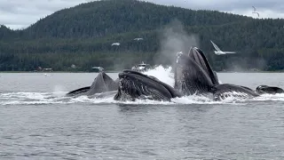 Humpback Whales Bubble Netting - Juneau, AK
