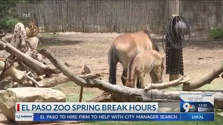 El Paso Zoo spring break hours