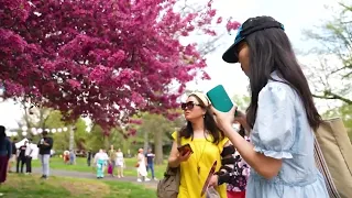 2-day Cherry Blossom Festival kicks off outside Fairmount Park
