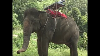 WARNING: Distressing footage exposes cruel elephant training 'the crush'