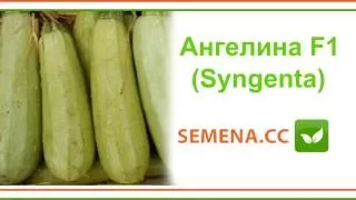 Aнгеліна F1 кабачок (Syngenta) Культура в полі