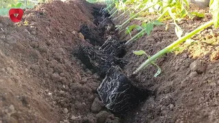 Посадіть томати таким чином і отримайте хороший урожай