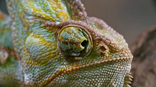 "Master of Disguise: The Incredible Color-Changing World of Chameleons"