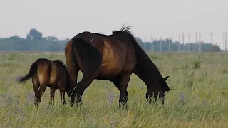 Как идет заготовка кормов к зиме в Бурлинском районе?