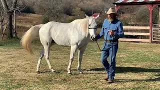 Lunging Your Horse With Logic and Purpose