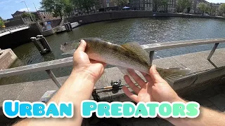 Zander and Perch Fishing in Amsterdam/Street fishing