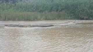 buaya kinabatangan