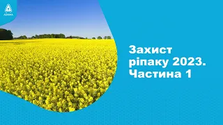 Як захистити посіви ріпаку від фомозу? #Агроподорож ADAMA.