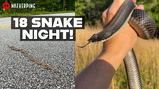 18 Snake Night Driving North Georgia Backroads! Corn Snake, Scarlet Snake, Hognose, and More!