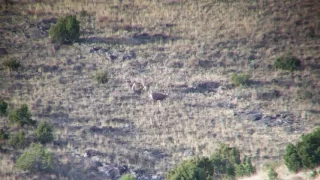 Shane's long range mule deer buck 875 yards 3°angle 7 Rem mag with berger 195 EOL