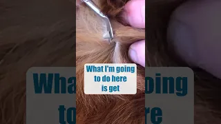 How To Remove A Dog Tick 🤢