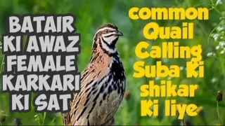 Common Quail. Bird sounds from summer meadow Quail song. ( Coturnix. ) official video