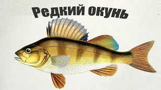 Не все рыбаки об этом знают, что окуни бывают разные!