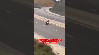 شوفو سرعة هاذ الدراجة في طريق سطيف 😱 سترو ربي