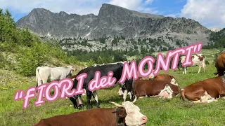 Az.”Fiori dei Monti” Barbara Viale & Andrea Colombero #transumanza Moiola-C/le Lombarda-Isola2000 FR