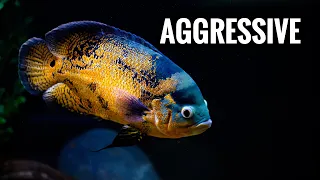 Huge OSCAR CICHLIDS Are FIGHTING In My Fishroom Aquarium!