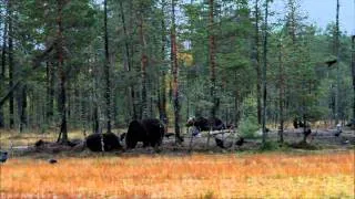 The paradise of bears in Kuhmo, Finland 2010 HD