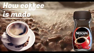 How Nescafe Coffee Is Made in the factory | Coffee Bean Harvesting Process