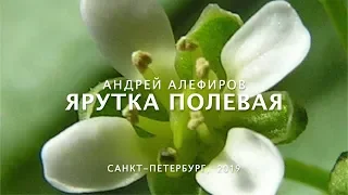 Ярутка полевая. Алефиров А.Н.