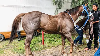 El Rosillo De Los Pobres Vs El Fugitivo | Tapias Race Track Durango Mex.