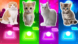 Cute Cats Lady Gaga Bloody Mary | Shakira Waka Waka | Blackpink | BTS Fake Love |Tiles Hop EDM Rush