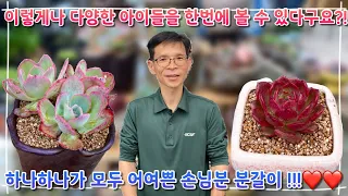 손님분 심어드리기에서만 만날 수 있는 다양한 분갈이 !! 대품부터 작은 아이들까지 ?! 어여쁜 아이들이 한가득인 분갈이 구경오세요 ~!!