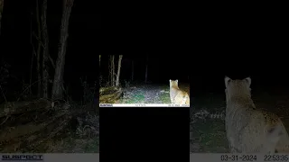 Bobcat checking out an old skeleton. #trailcamology #shortvideo #bobcat #trailcam