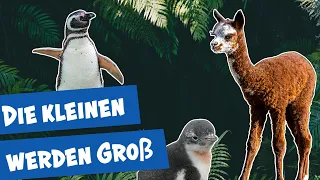 Tierbabys in Berlin: So entwickelt sich der Nachwuchs | Panda, Gorilla und Co.