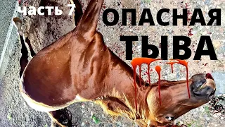 ОПАСНАЯ ТЫВА! ОСТОРОЖНО НА ДОРОГЕ! СБИЛИ ЛОШАДЬ!