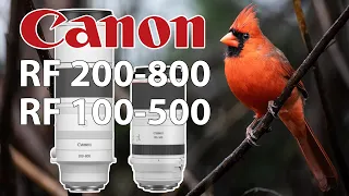 Canon RF 200-800 & 100-500 Backyard Birding With EOS R6 Mark II & R7 Cameras! Low Light & RAIN!