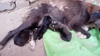 Dog Want To Practice Traditional Meeting Dog In my Village - Pets animal