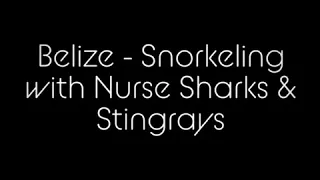 Snorkeling with Nurse Sharks & Stingrays - Belize