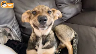 When God Sends You A Funny Dog 😁 FUNNIEST Dogs