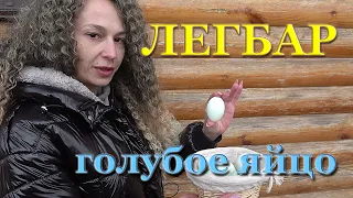 Легбар лучшая несушка в моем хозяйстве! Несутся при -25! Голубое яйцо! Декоративные и Продуктивные!