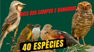 40 Espécies de aves que habitam campos, brejos e banhados.