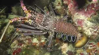 Crayfish walking.