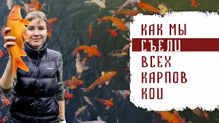 КАК МЫ СЪЕЛИ ВСЕХ КАРПОВ КОИ