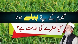 Yellowing of leaves in wheat crop || What is the reason || Crop Reformer