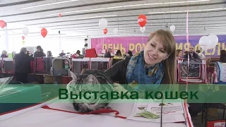 Выставка кошек. Фелита Апрелиссима. Минск