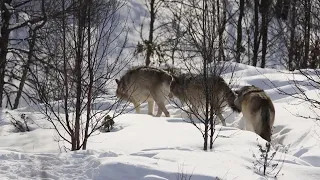 Three Yellowstone wolves killed during first week of Montana’s hunting season