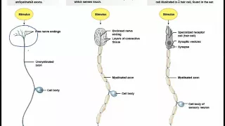 Chapter 10   Sensory