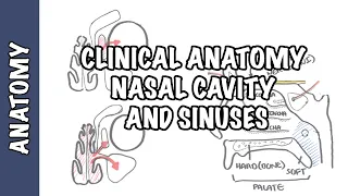 Clinical Anatomy  - Nasal Cavity and Sinuses