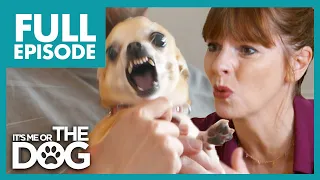 Anxious Chihuahua Barks At Her Own Reflection | Full Episode | It's Me or the Dog