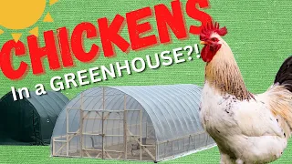 5 Pros and 5 Cons on keeping CHICKENS in your GREENHOUSE