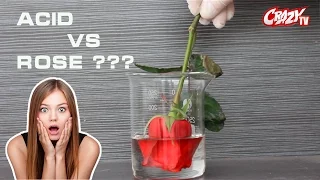 [Crazy TV] What Happens if You put Rose in Sulfuric Acid?